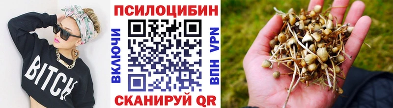 Купить где  Михайловск  Галлюциногенные грибы Psilocybe 